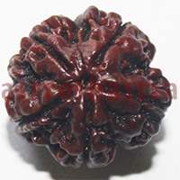 5 mukhi 24917 22mm
